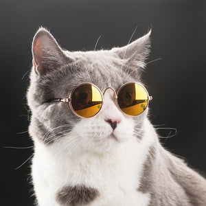 Fabulous Sunglasses For Your Cat